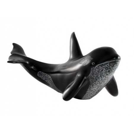 Orca